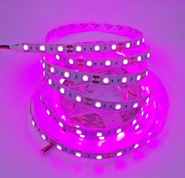 Led dây 5050 12V IP20 loại 60 bóng/mét không phủ epoxy màu hồng tím, 5m/cuộn
